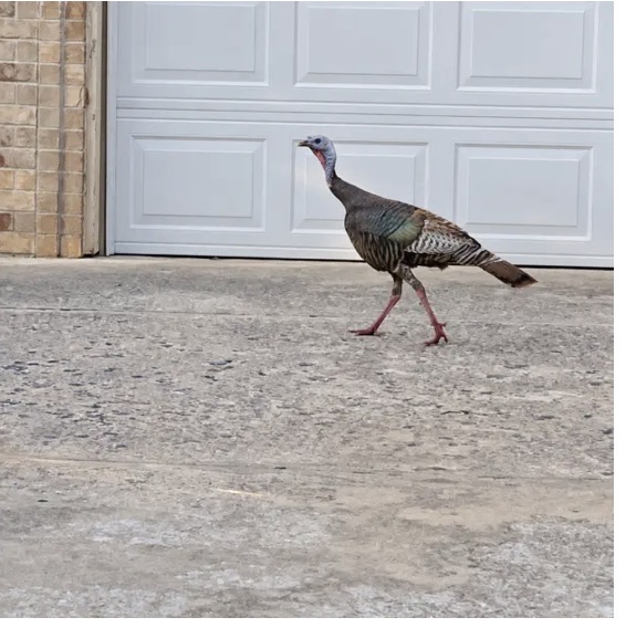 Wild turkey walking through Auburn Meadows